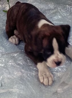Štěňátka Německých  boxerů žíhaná - 10