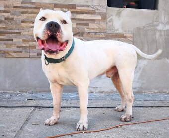 American Bully XL originální krev rodokmen ABKC USA - 10
