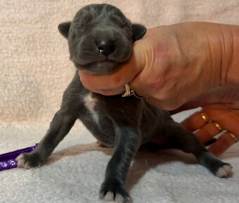 Německá doga modrá s PP - 10