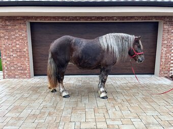 BRETÓNSKA KOBYLA - 10