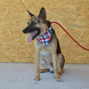 Norton hledá domov - 10