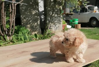 Predám šteniatka maltipoo. - 10