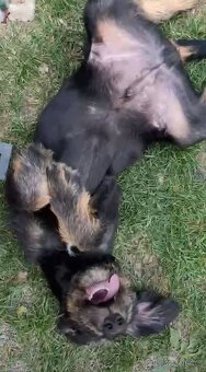 Kříženec štěně - 10
