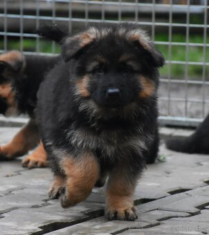 Německý Ovčák - štěňata - 10