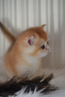 Britská koťata s PP - 10