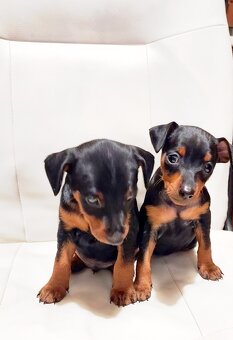 Trpasličí pinč Minidoberman - 10