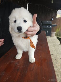 Slovenský čuvač - 10