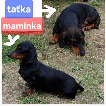 Jezevčík - štěňátka - 10