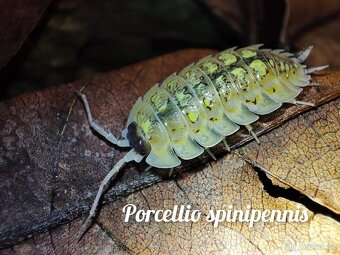 ❤️Obrovská sbírka isopod - 10