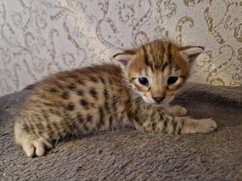 Savannah kotatka F5 - 10