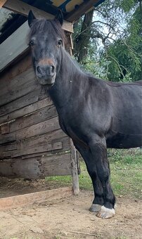 Prodám- pony - 10
