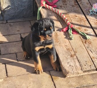 Rottweiler s PP (FCI) - 10