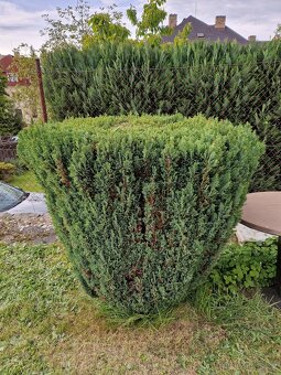 Rozdílné thuje, japonské vrby a buxus - 10