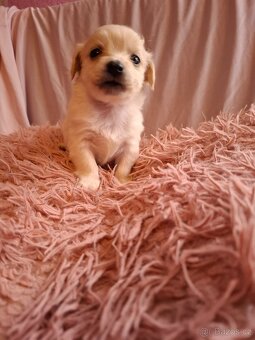 Stěně Čivava X Jack Russell - 10