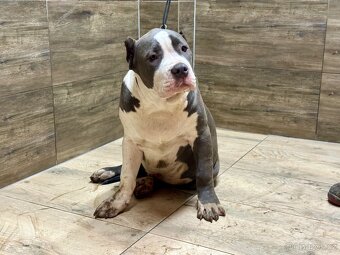 American bully XL - 10