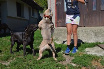 American bully pocket / sharpei - 10