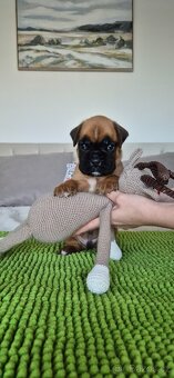 NĚMECKÝ BOXER ŠTĚŇATA narozená 31.10.2025 - 10