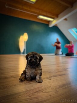Havanský psík s PP- pejsci - 10