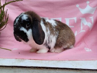 Tipový Sameček Zakrslý Beránek MiniLop - 10