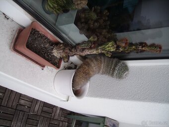 KONICA MINOLTA DiMAGE E500 - 10