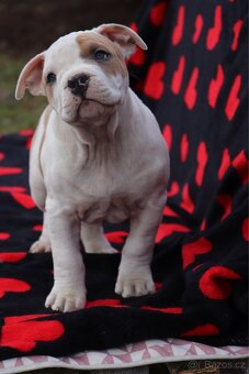 Americký stafordšírský teriér s PP pejsek SPIRIT - 10