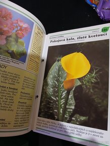 Pokojové květiny od A do Z - 10