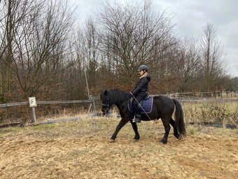 Pony valach 4 roky - 10