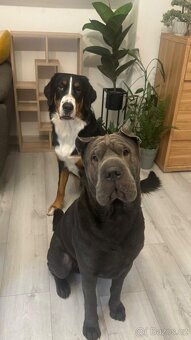 Sharpei bez PP ke krytí - 10