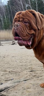 Bordeauxská doga s PP - 10