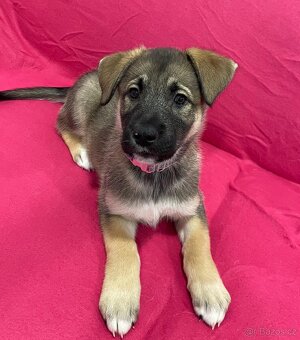 🐾 Exkluzivní štěňata k odběru – silná genetika, skvělé pova - 10