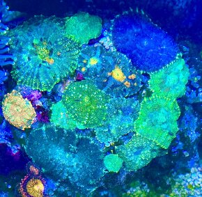 Morske koraly - Nova ponúka - 10