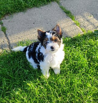 Biewer Yorkshire(jork)terier-fenky s PP IHR - 10