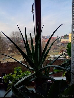 PRODÁM 3 KUSY BANÁNOVNÍKŮ A 4 KUSY ALOE VERA LÉČIVÉ - 10