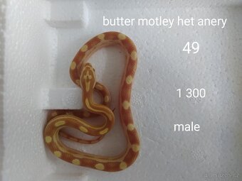 Užovka červená - 10