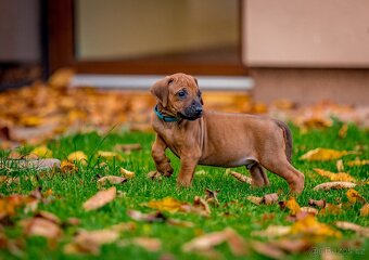 Rhodéský Ridgeback- VOLNÁ fenka a pejsek s PP,ihned k odběru - 10