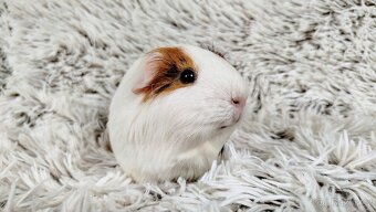 Morče, Morčátko, Morčátka, Morčata - BETTY - 10
