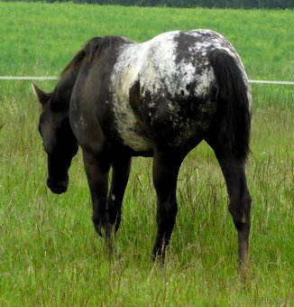 Appaloosa roční klisna - HOMOZYGOT na černou a LP - 10