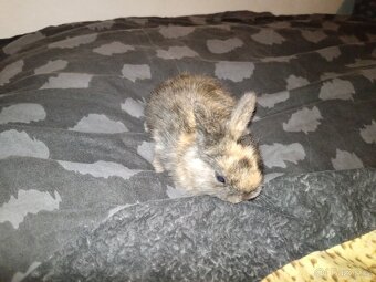 Zakrslý králík králíček - 10