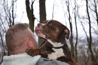 American bully - ch.s. Family Muscle Bullies - 10