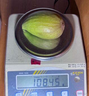 Mrazuvzdorné Fíkovníky - 10