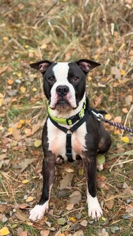 LUCKY K ADOPCI - jemný, přátelský mazel - 10