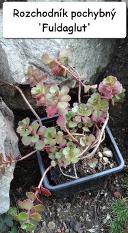 Rozchodník (Sedum) – na skalku i balkón - 10