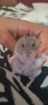 Křeček džungarský - 10