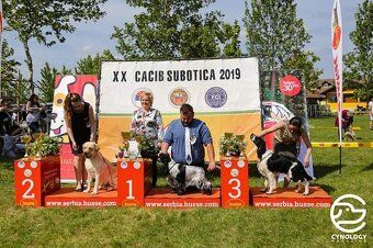 Labrador retriever s PP - Nabídka krytí - 10