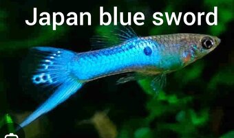 Guppy farma Senohraby - 10