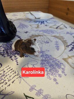 Morčata - miminka. - 10