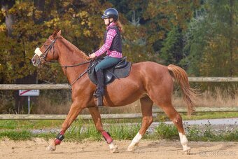 Koně pronájem - 10