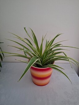 Plectranthus red + keramický obal - 10