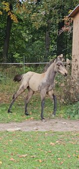 TOP klisnička PSL - 10