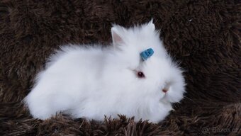 Zakrslý králíček, králík -(TEDDY)-HERBERT - 10
